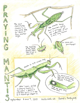 Mantis sketch